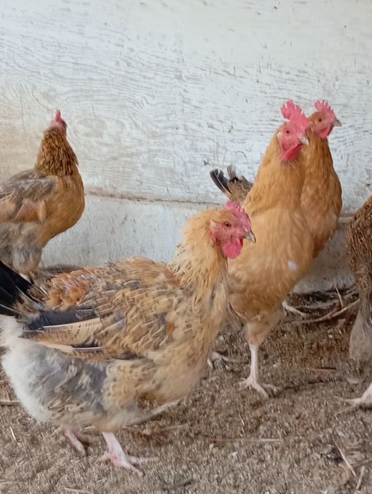 Инкубационное яйцо