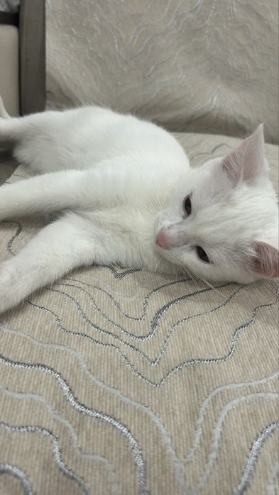 Отдам даром кота