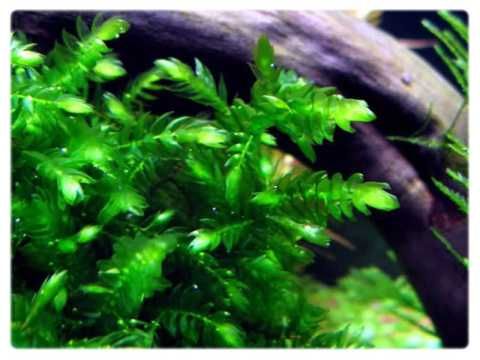 Willow Giant moss 8x8cm