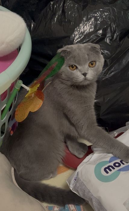 Продается кот скотиш фолд