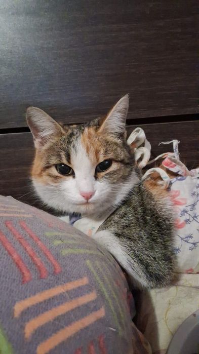 Стерилизованная кошка