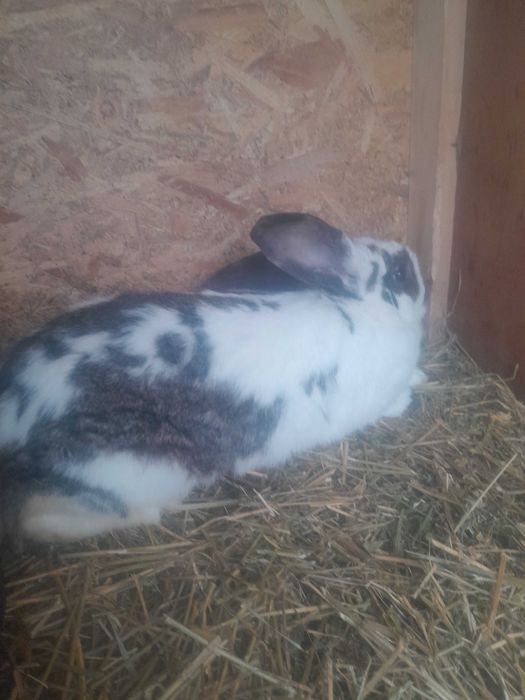 De vanzare o iepuroaica