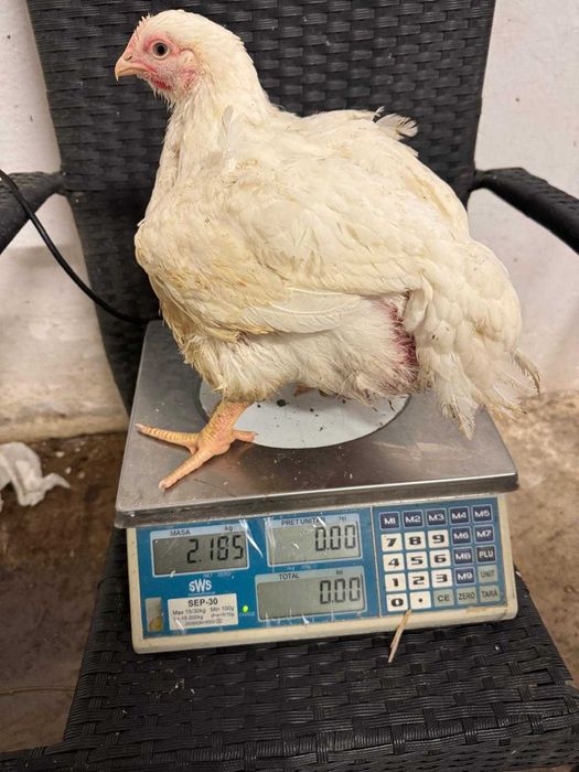 Pui alb de carne 4 săptămâni intre  2,5 — 3 kg  25 lei negociabil