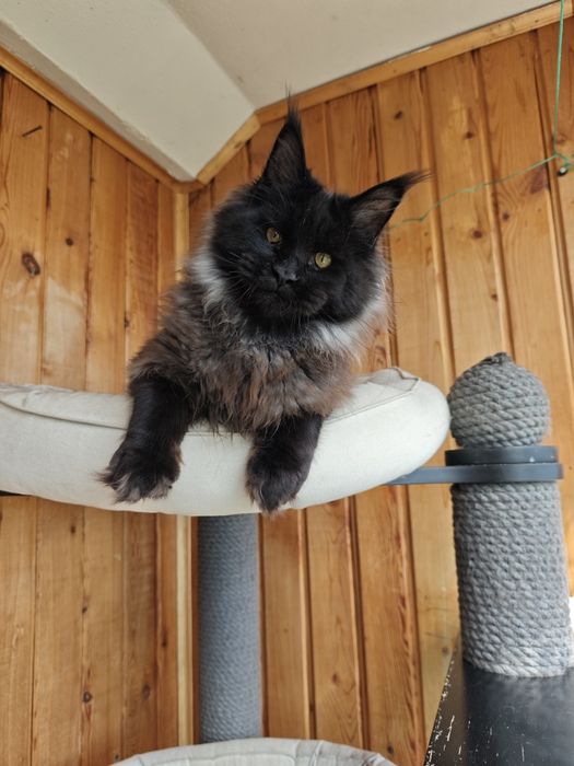 Котенок Мейн кун