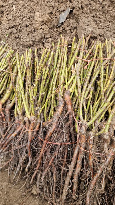 розы саженцы  Роза