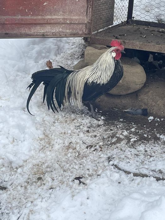 Vând 3 cocoși rasa phoenix