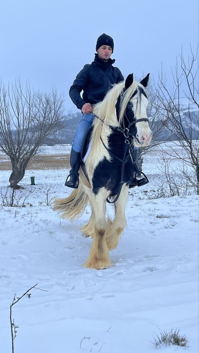 Cal Gipsy Vanner echitatie calarie