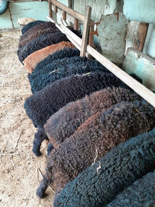 Ёш хисори қўй ва қўчқор қўзилар