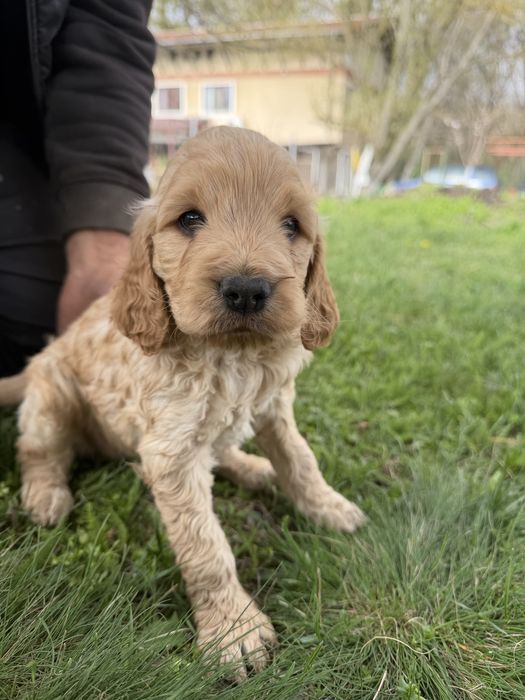 Лагото Романьоло