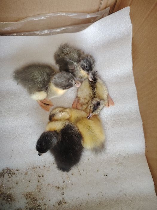 Продам Мускусных утят