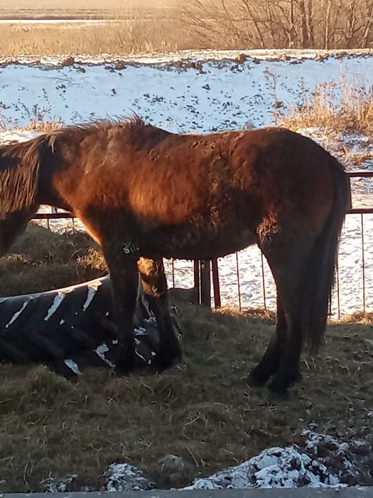 Продам тай 2летку