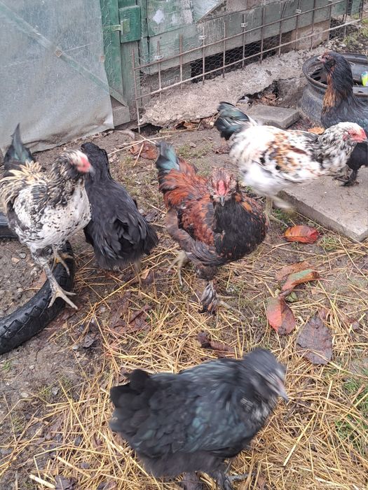 Cocoș metis de ameraucana, marans, italiana