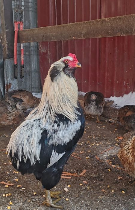 Ouă araucana pentru incubat.