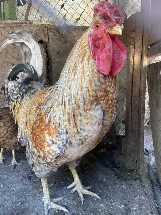 Продам петуха и две курицы