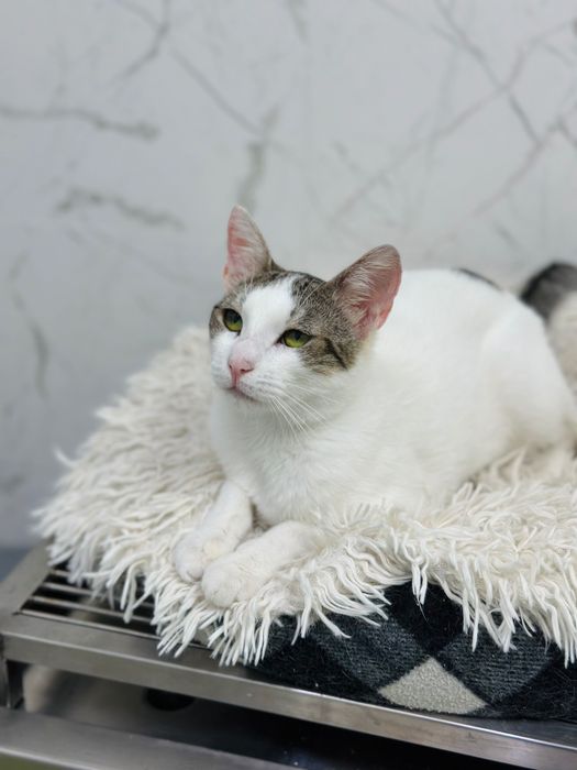 Adopție responsabilă București fetița de 7 luni