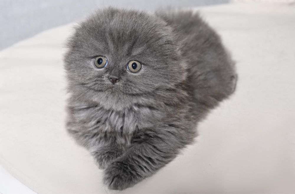 Шотландские котята Шоу класса