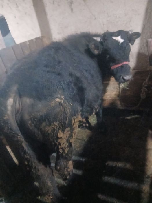 Семіз бука сатылады