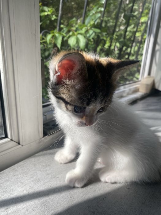 Котята 2 месячные срочно ищут дом