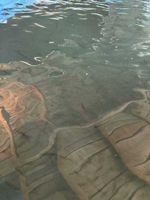 Puiet pastrav curcubeu