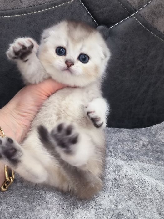 Котята чистокровные