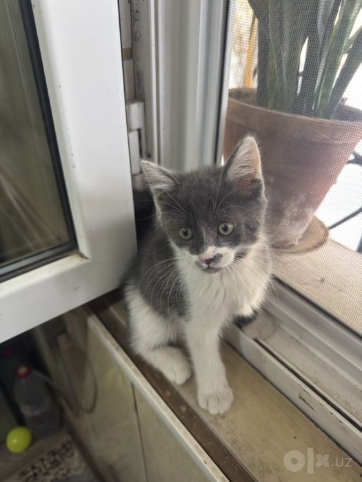 Отдам котенка мальчик