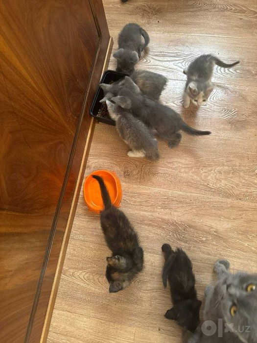 котёнки mushukchalar