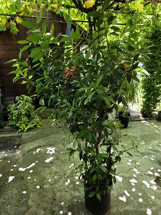 Dafin mare cca 180cm inaltime