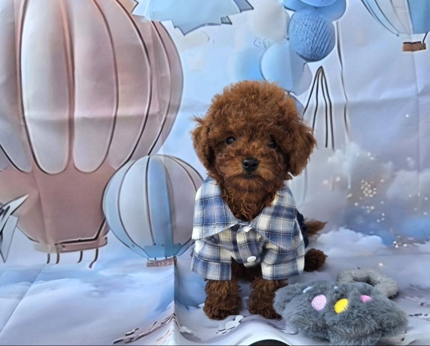 Пудел той Poodle Toy генетични тестове на родителите / Родославие