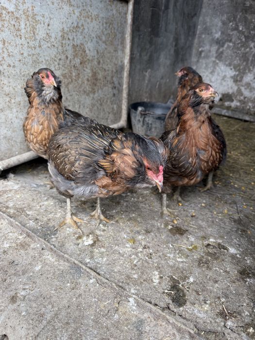 Araucana Potarnichiu Salbatic pasari si oua