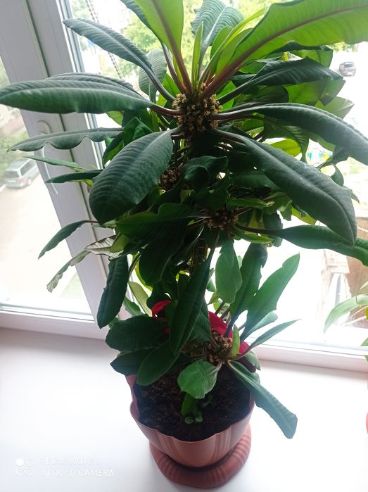 Продам отростки молочай беложильчатый