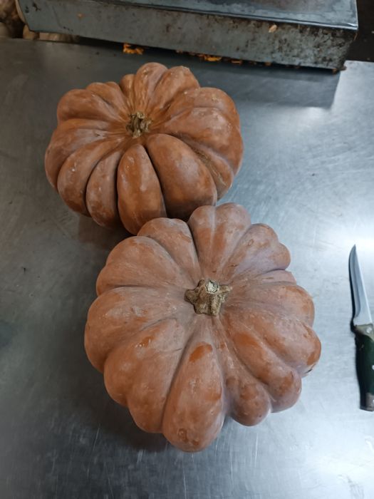 Продавам тиквени семки за сеене