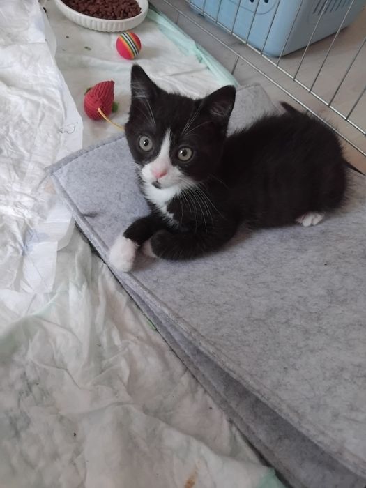 Малко коте търси дом