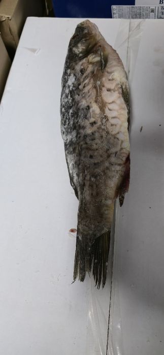 Сазан чищенный потрошенный