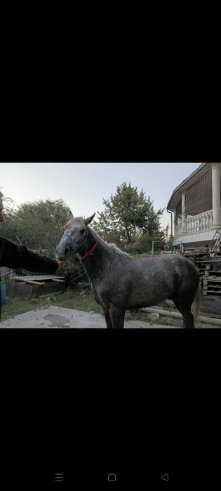 Обьезженный конь