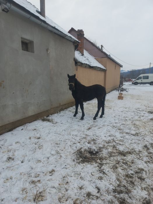 Mânz negru de vânzare