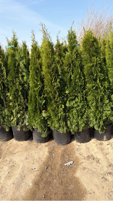 Туя смаракта 2 метовий