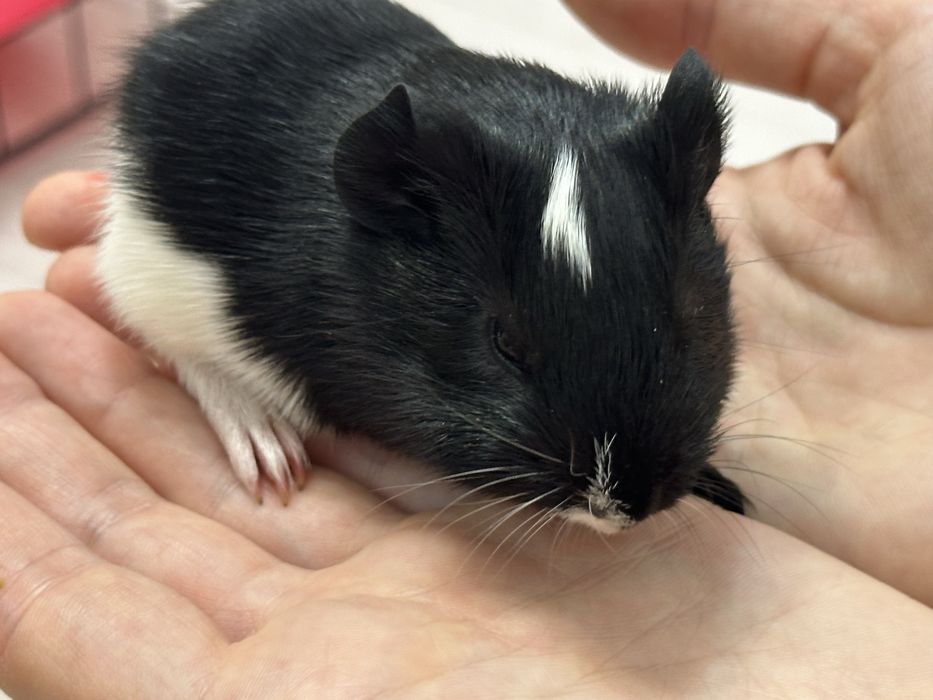 Милые малыши морской свинки