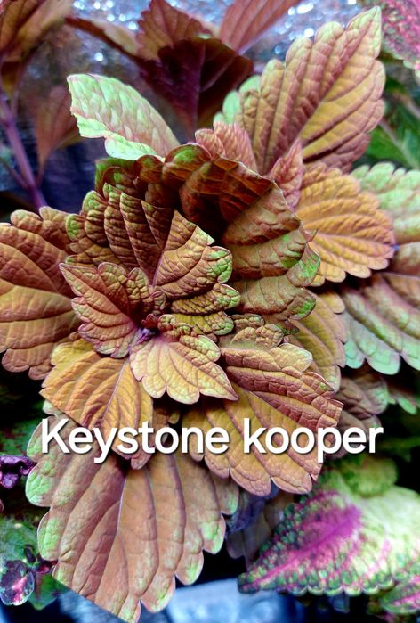 КОЛЕУСЫ. Листай карусель