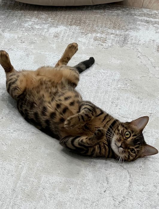 Кошечка бангальской породы