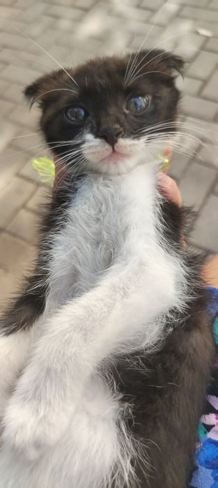 Продаётся котёнок скоттиш фолд. Продаётся котёнок породы скоттиш фолд