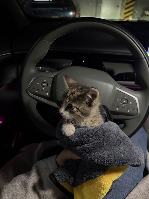 Отдаю котенка в добрые руки