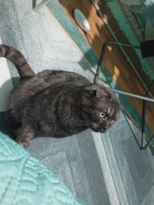 Отдам молодую кошечку срочно