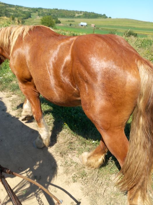 Vind o iapa un cal și un minz