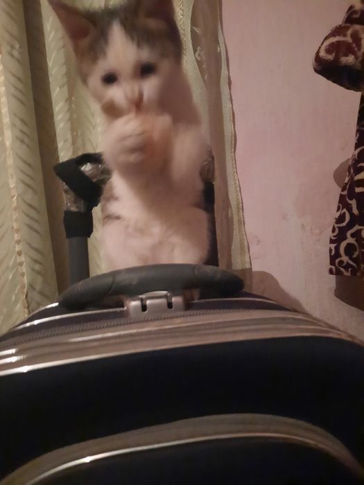 Котенок девочка 2 месяца.