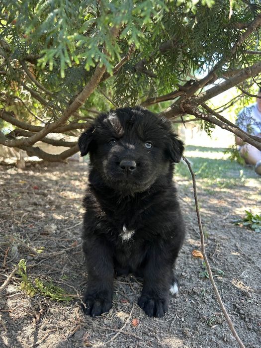 Donez cățeluși frumoși și jucăuși spre adopție