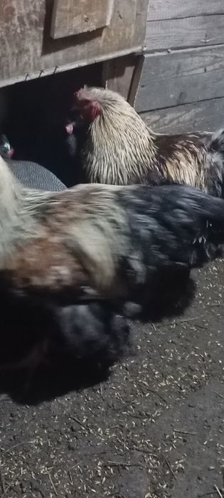 Cocoș brahma silver orange