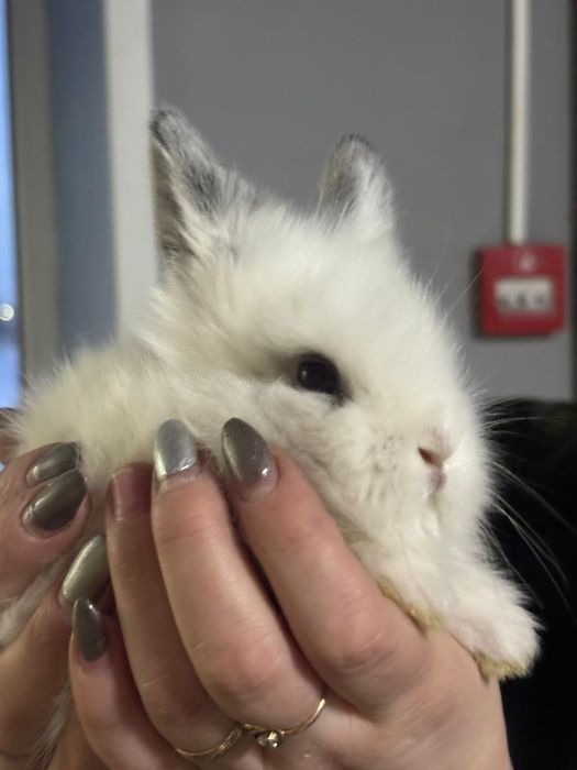 Продам маленьких декоративных кроликов