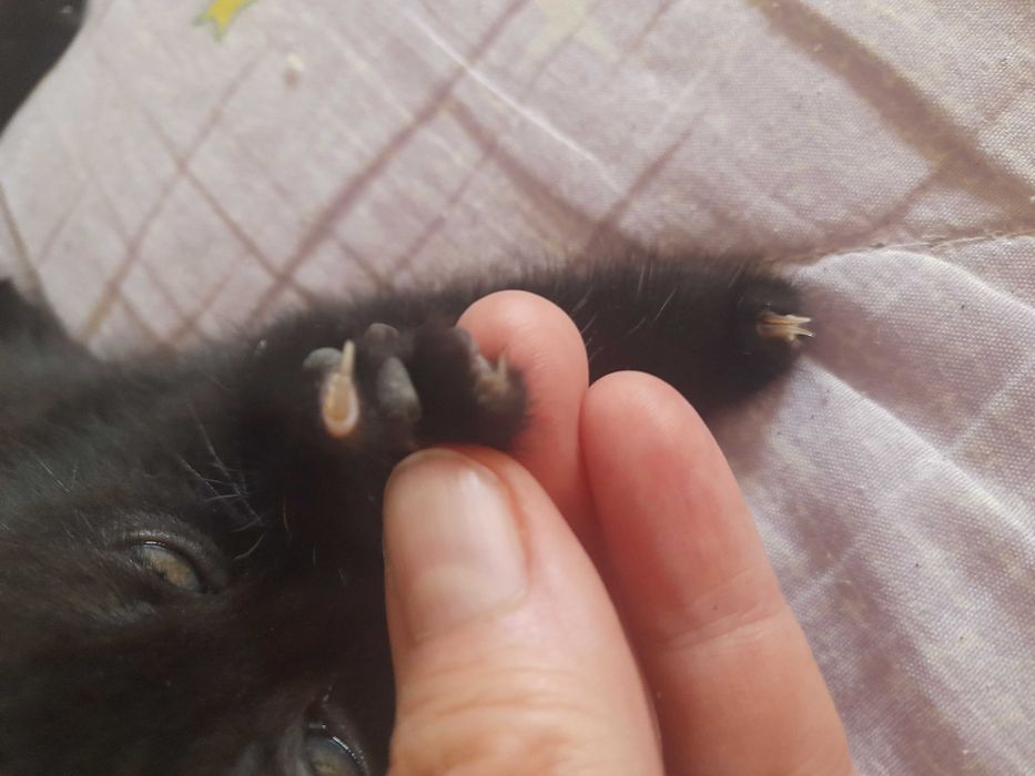 Отдам малышку по имени черника