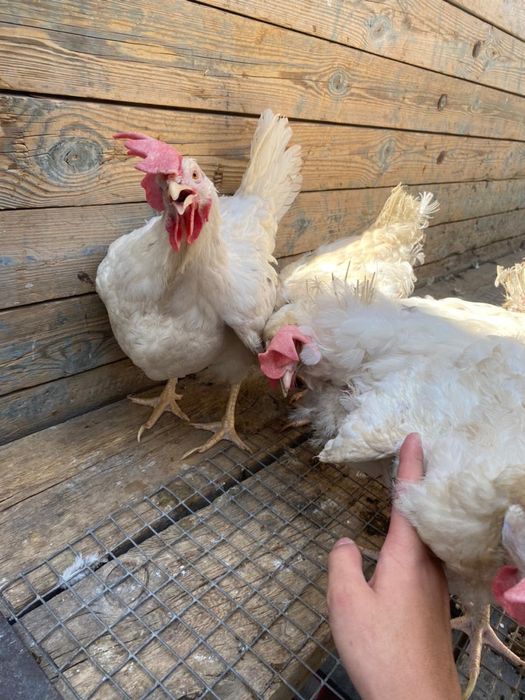 Несушка корал и уайт