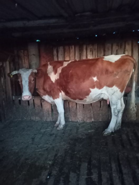 Продам дойную корову